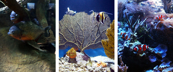 Pihrana, Coral and Nemo