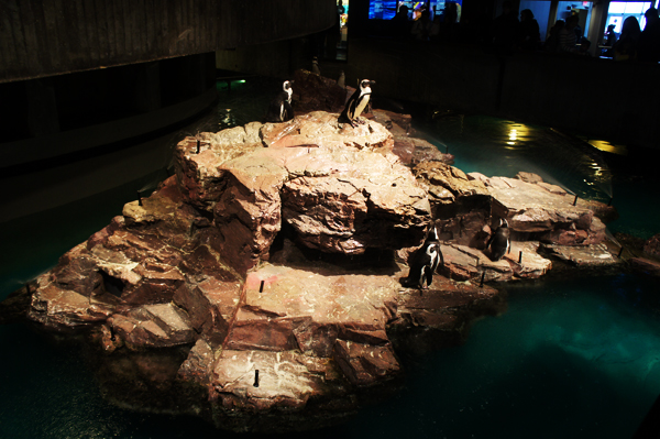 Penguins at New England Aquarium