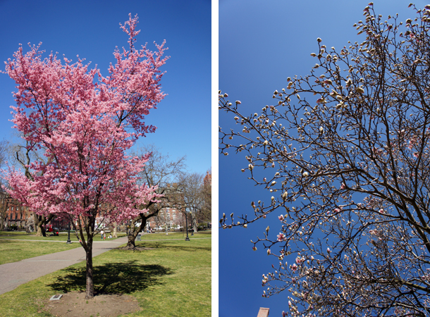 Magnolias et cerisiers