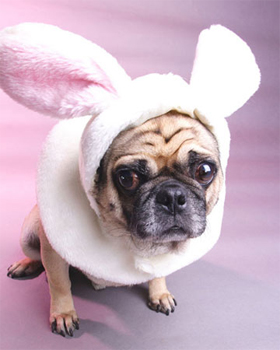 Easter Puggy - Martha Stewart