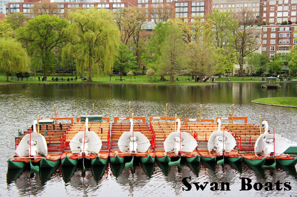 Swan Boats - Boston Common