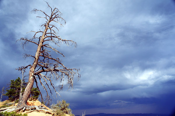Tree - Bryce Canyon - Utah - www.maathiildee.com