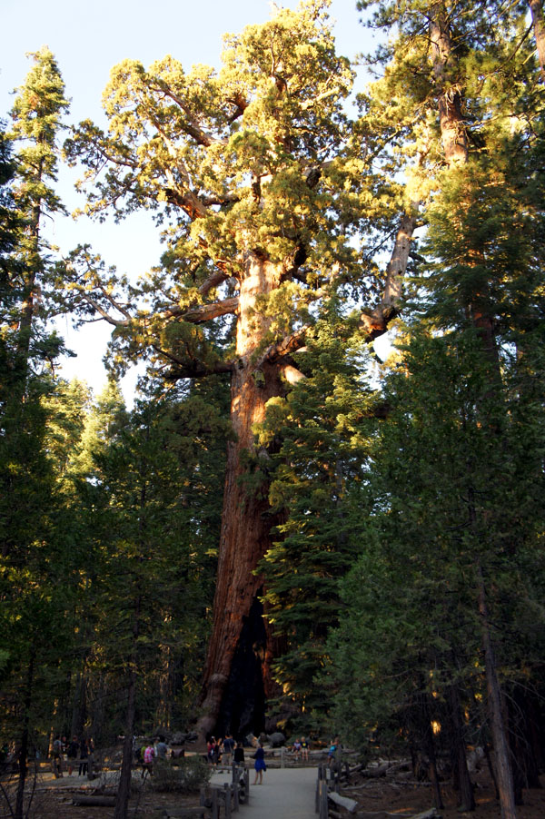 A very giant sequoia - Yosemite - www.maathiildee.com