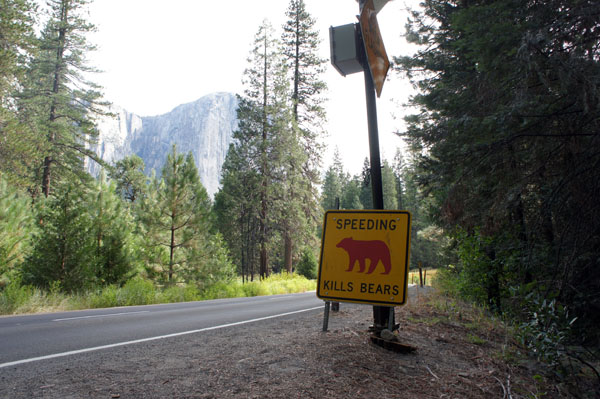 Killing bears - Yosemite - www.maathiildee.com