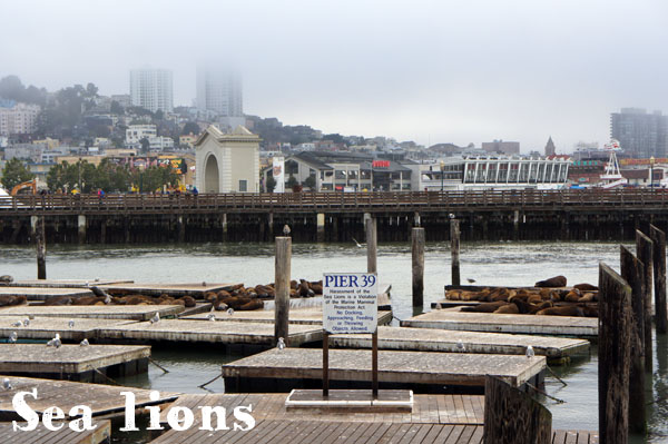 Sea Lions - Pier 39 - San Francisco - www.maathiildee.com