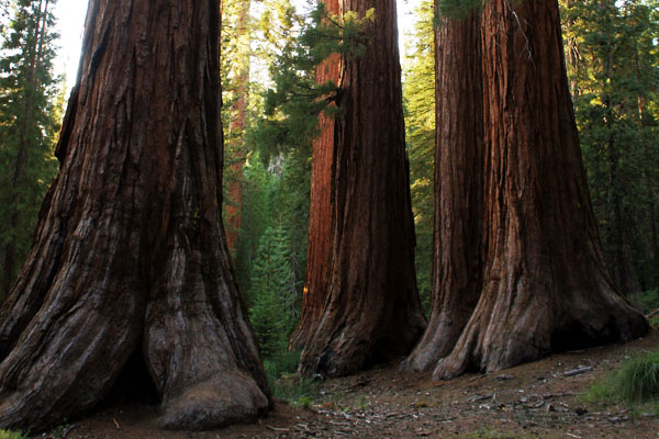 Troncs - Sequoias - Yosemite - www.maathiildee.com