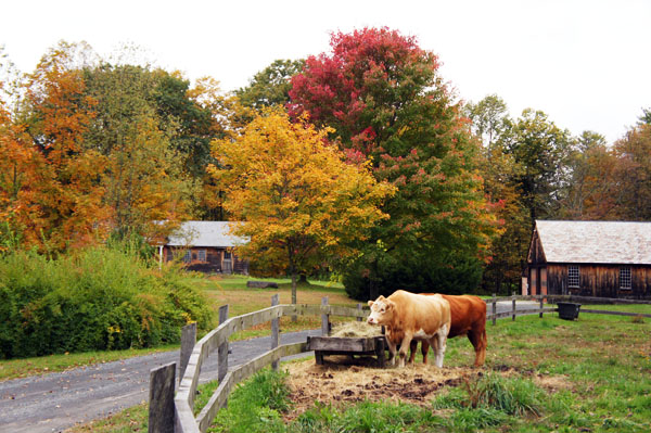 Mohawk Trail - Massachusetts - Fall Foliage