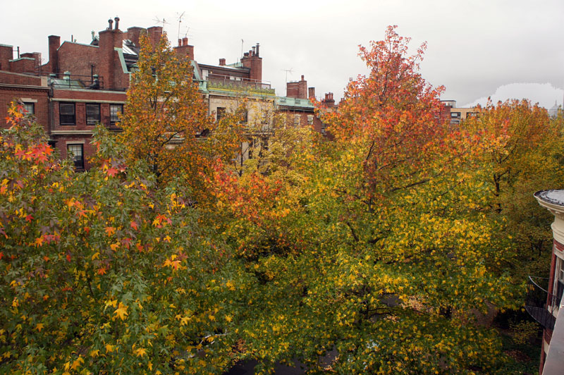 Vue depuis la maison, les arbres en automne... avant la tempête Vue depuis la maison, les arbres en automne... avant la tempête