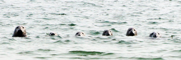 Les phoques du Cape Cod