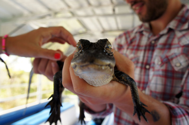 Alligator - Louisiana Swamp Tour