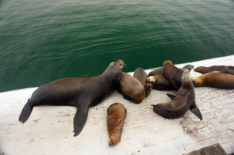 Santa Cruz, California, sea lions Santa Cruz, California, sea lions