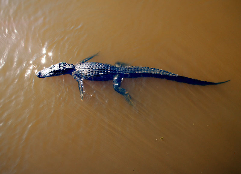 Barataria Swamp Tour Louisiana - Alligator