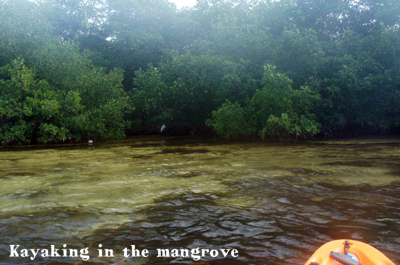 Kayaking in the mangrove, Keys, Florida