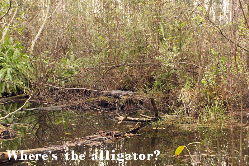 Alligator in the Everglades, Florida