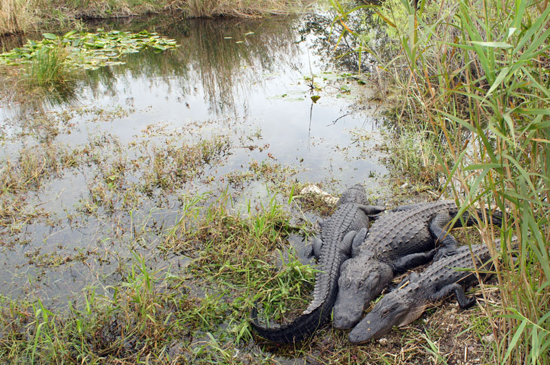 Anhinga Trail, Everglades, Florida - Alligators