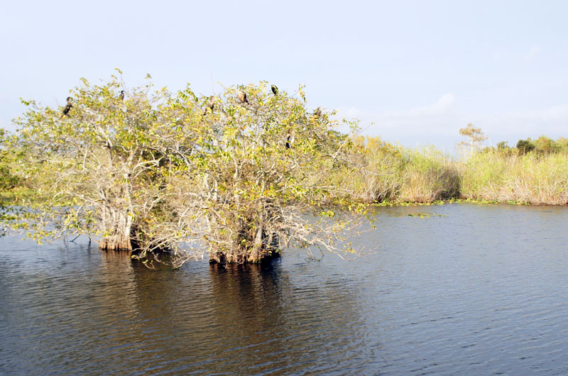 Anhinga Trail, Everglades, Florida