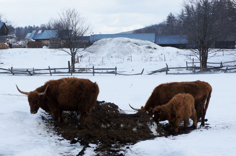 Vaches angora Vermont