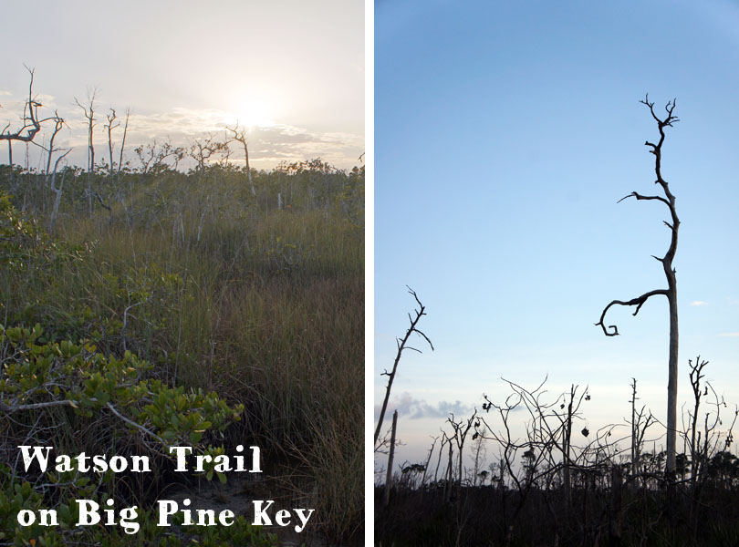 Waston Trail, Big pine key Florida