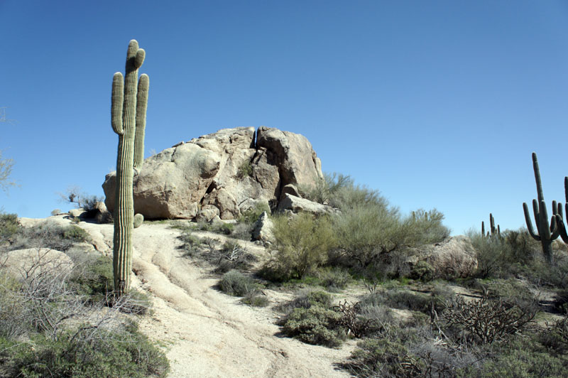 Arizona Team Building les cactus dans le désert