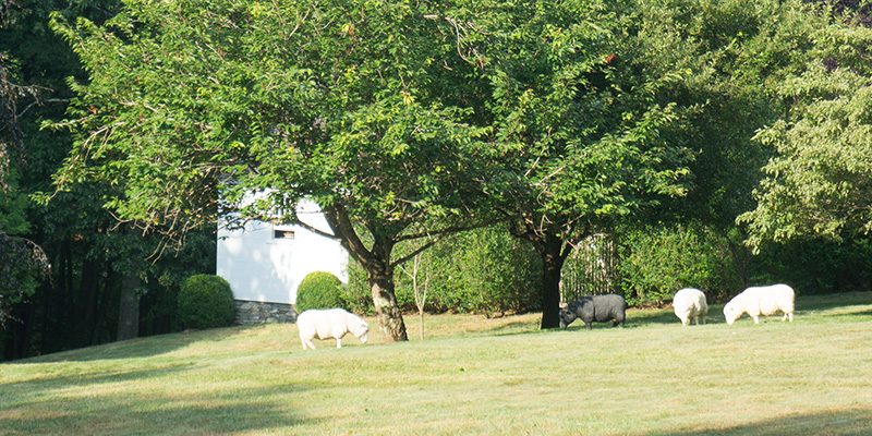 Sheep in Connecticut Valley