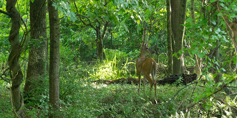 Deer in Connecticut Valley