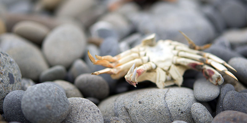 Ruby Beach - crabe - Olympic National Park