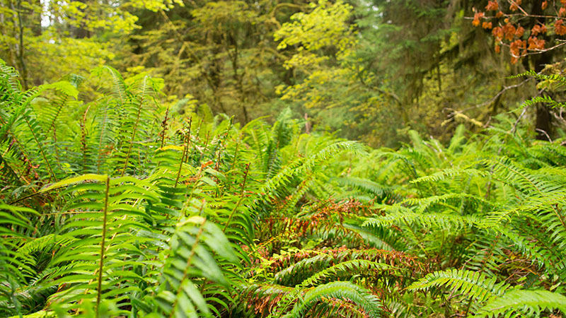 Fern - Hoh Rain forest - Olympic National Park