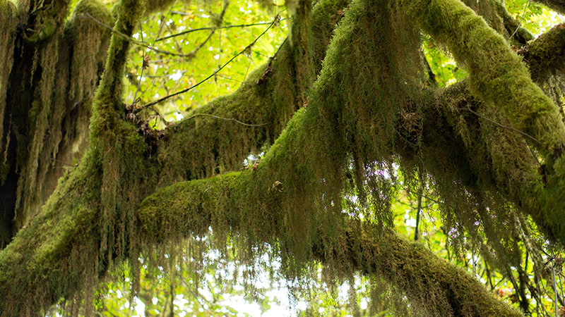 Mosses - Hoh National Rain forest - Olympic National Park