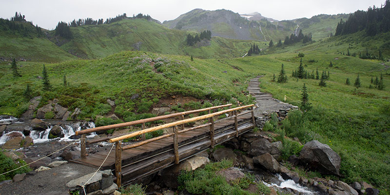 Grove of the Patriarch Trail - Mount Rainier National Park - Paradise Valley