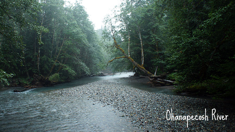 Grove of the Patriarch Trail - Mount Rainier National Park 1