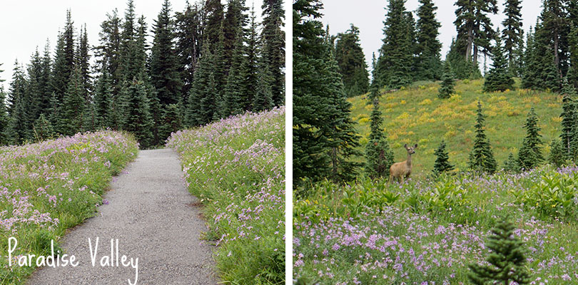Paradise Valley - Mount Rainier National Park - flowers and deer