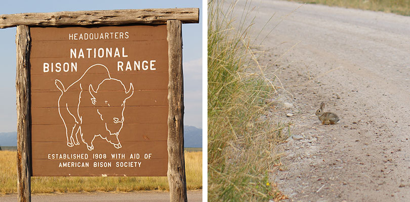 Bison Range Montana
