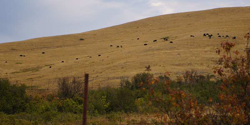 Bison Range Montana 5