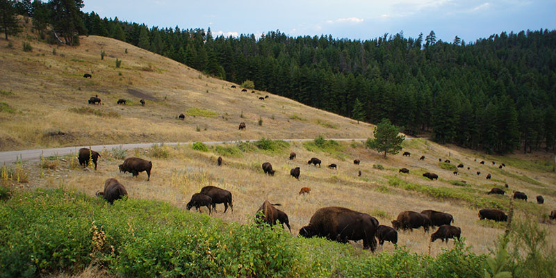 Bison Range Montana 11