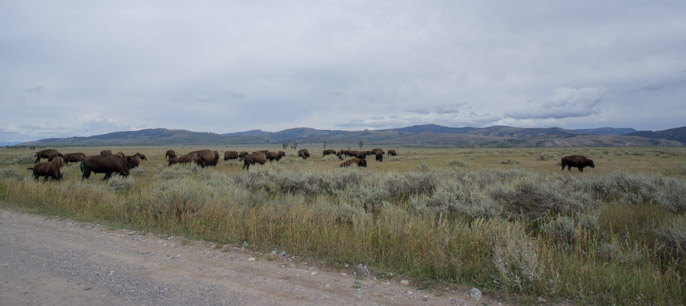 Bisons - Grand Teton National Park