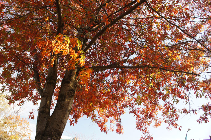 L'automne à Boston - l'été indien - l'arbre coloré