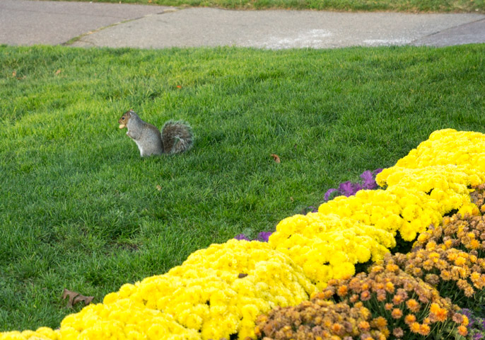L'automne à Boston - l'été indien - écureuil