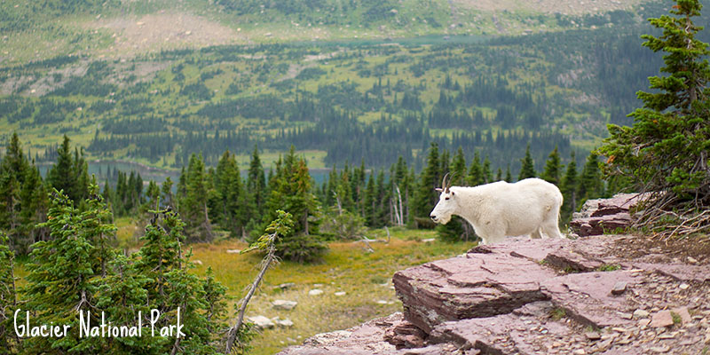 Mountain goat - la chèvre des montagnes Rocheuses 1