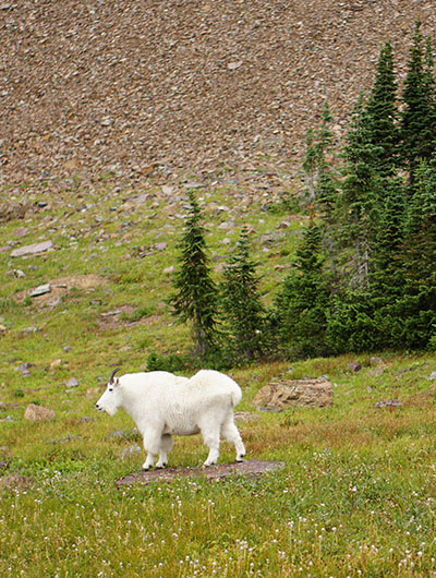 Mountain goat - la chèvre des montagnes Rocheuses 2