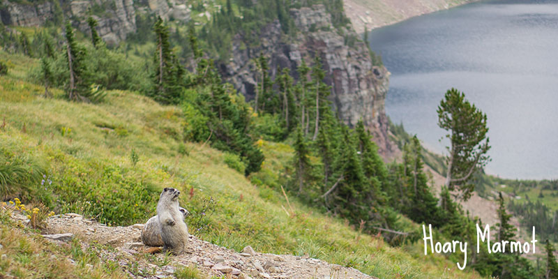 Hoary Marmot, Glacier National Park