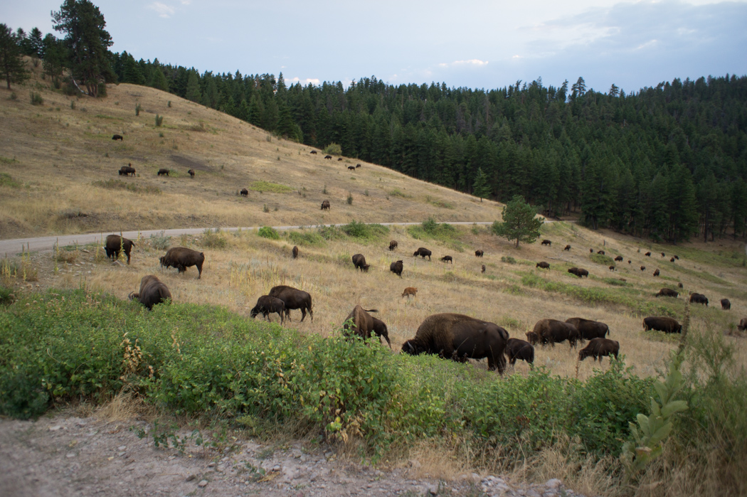 Le parc des bisons dans le Montana