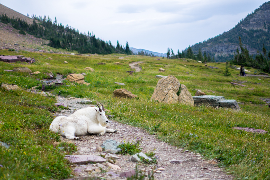 La chèvre de montagne - Glacier National Park