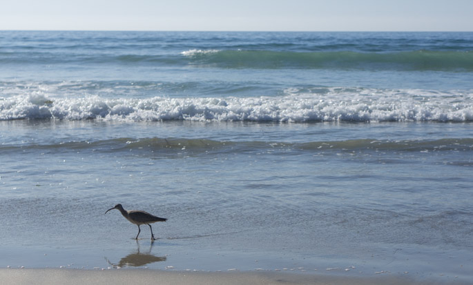 Bird at Torrey Pines Beach, San Diego, California