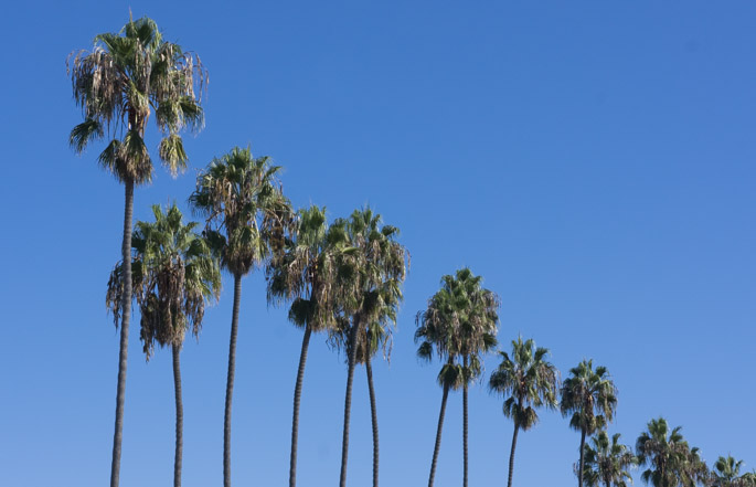 Les palmiers - La Jolla, California