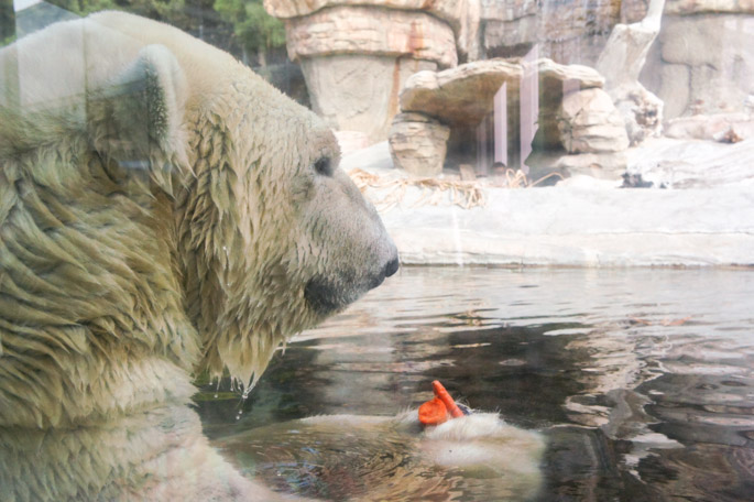 L'ours polaire - Zoo de San Diego