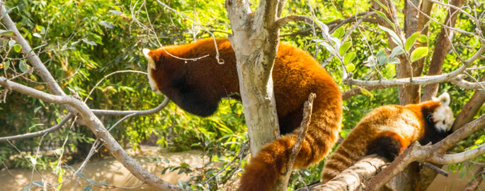 Red Panda - San Diego Zoo