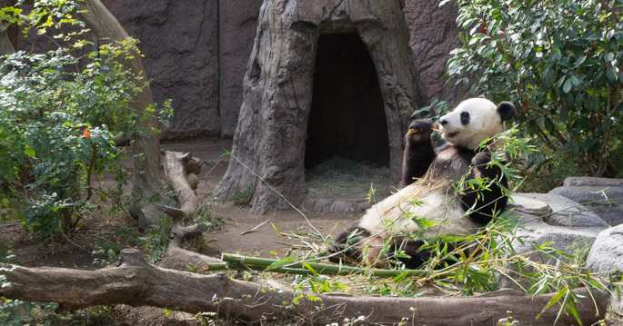 Giant panda - zoo de san diego