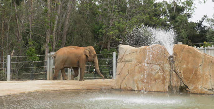 Elephant - Zoo de San Diego