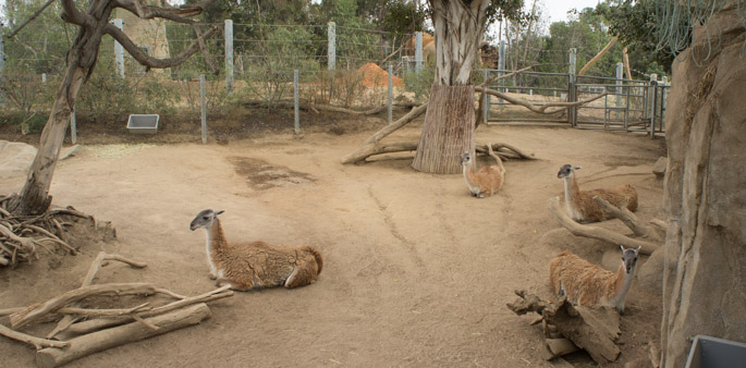 Lama - Zoo de San Diego