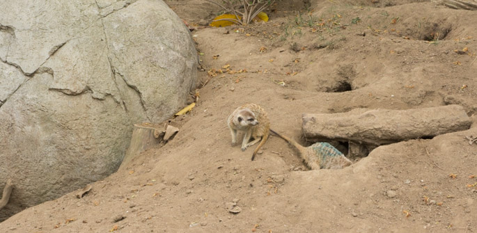 Surricate - Zoo de San Diego
